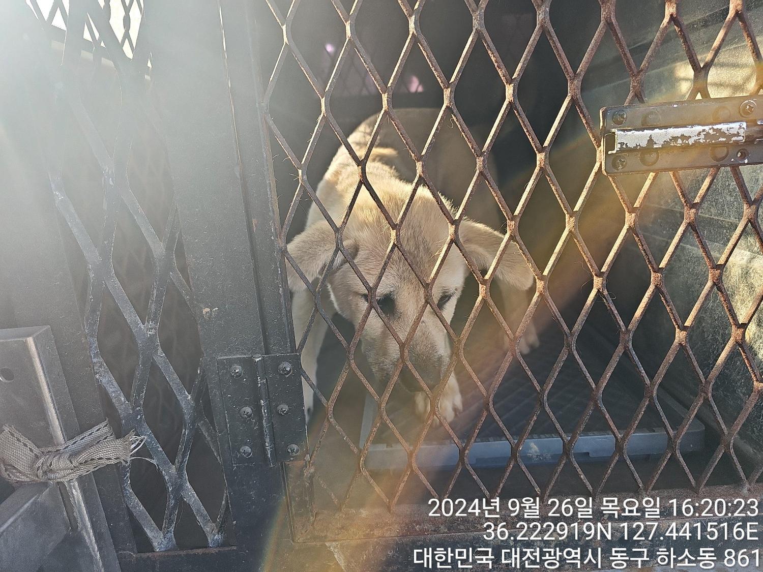 보호중 믹스견의 가…